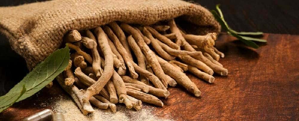 Polvere di radice di ashwagandha organica