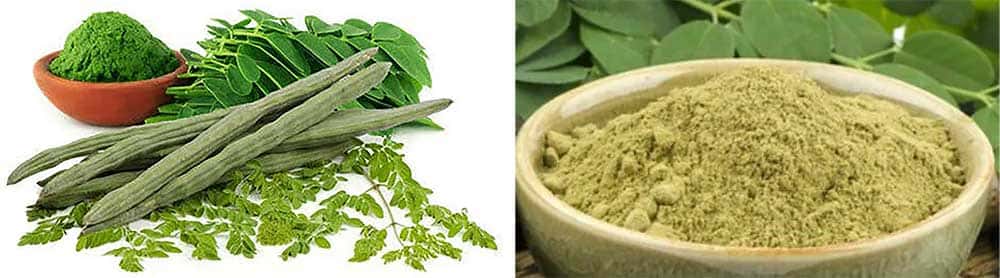 dBaccelli di moringa organici in polvere / bacchetta