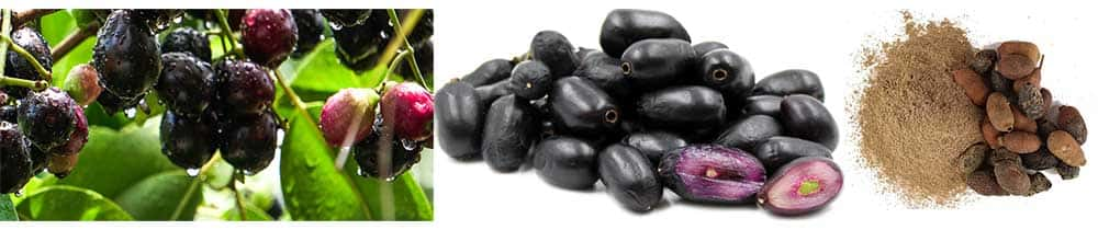 Semi jamun biologici, prugna nera Magic Rainbow Superfood